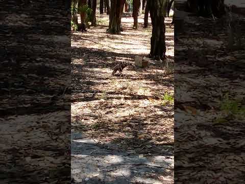 AGUILUCHO LOMO ROJO ( Parque F. D. Roosevelt / km. 17.500 Cno Carrasco Canelones Uruguay - GUIA - )