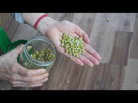 Wie man Mungbohnen-Sprossen selbst zieht u. richtig aufbewahrt