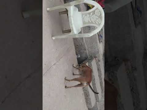 Dog vs Cat at Marathiguda