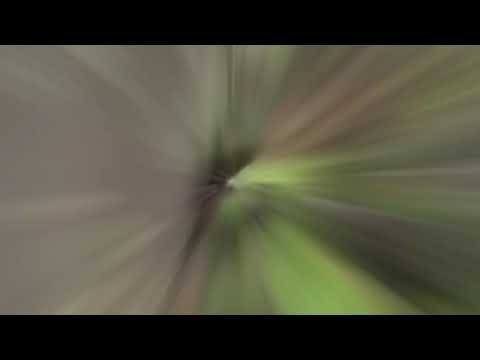 Raccoon Steals Family's Dinner in Spring Lake, NJ