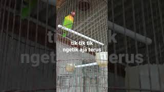 Download lagu LOVEBIRD | TIK TIK TIK... NGETIK AJA TERUS #shorts mp3