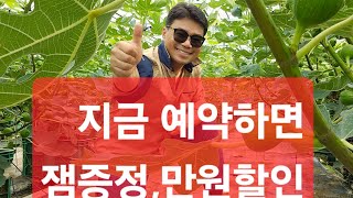무화과 과일 예약받고있습니다 더보기 를 누르세요