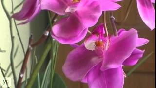 Trias Flowers Antiques & Gifts