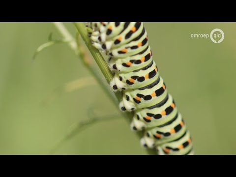 BuitenGewoon 2 september 2017 - Harm zwerft door Gelderland | Millingerwaard