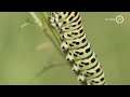BuitenGewoon 2 september 2017 - Harm zwerft door Gelderland | Millingerwaard