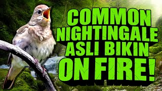 Download lagu Common Nightingale – Suara Premium Bernilai Tinggi | Masteran Sikatan Londo Kelas Elite juara mp3 Download lagu Common Nightingale – Suara Premium Bernilai Tinggi | Masteran Sikatan Londo Kelas Elite juara mp3