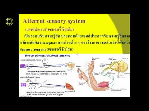 เพิ่มสมาชิกรักษา ยาแรง tadalafil