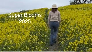 Relax music| super blooms |green waves hills filled with beautiful wildflowers. 油菜花田 Chino