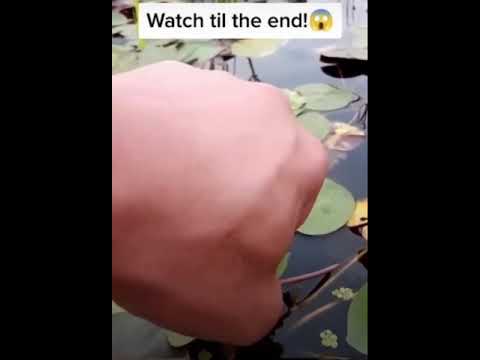 #flowers #shorts #viral