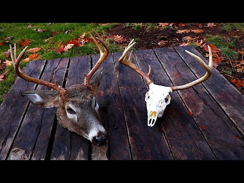 DIY European Mount for Deer (WHITE Skull!)