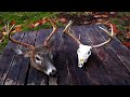 DIY European Mount for Deer (WHITE Skull!)
