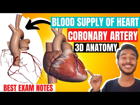 Coronary artery anatomy | Artery supply of heart anatomy | Blood supply of heart anatomy in hindi