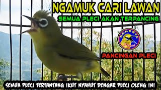 Download lagu Pleci Ngamuk Cari Lawan Seketika Memicu Birahi dan Emosi lawan ikut Gacor Buka Paruh mp3 Download lagu Pleci Ngamuk Cari Lawan Seketika Memicu Birahi dan Emosi lawan ikut Gacor Buka Paruh mp3