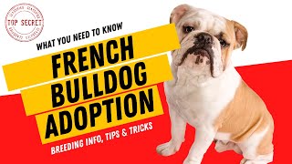 French Bulldog Adoption