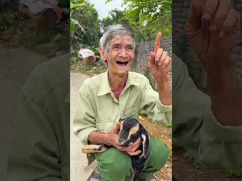 Chú dê đáng thương và ông nội tội nghiệp😥🐐 #shorts