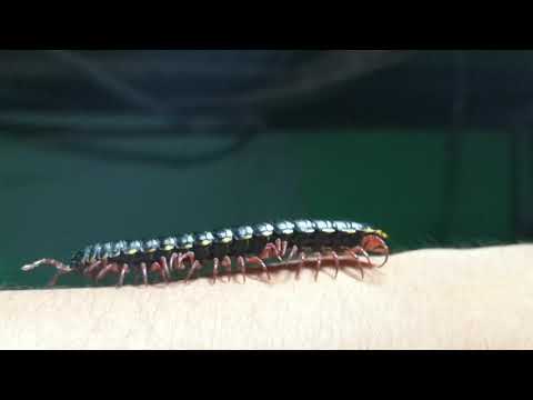 Cienpies plano caminando