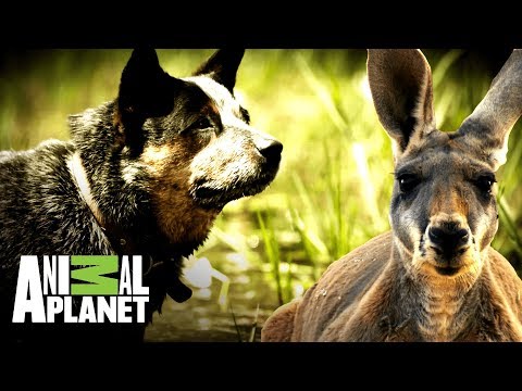 Canguro intenta ahogar al perro | El lugar mas peligroso | Animal Planet