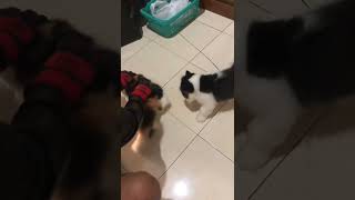 Download lagu Cara Pacak Kucing Yang Belum Saling Kenal #shorts mp3