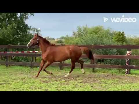 Million Dollar STR: GLASGOW-W V H MERELSNEST x LANDOR S