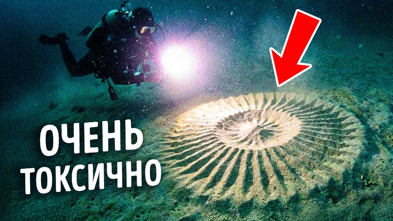 Если ты когда-нибудь увидишь этот круг под водой, выбирайся оттуда