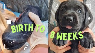 WATCH MY PUPPY GROW | Labrador Retriever | Poppy