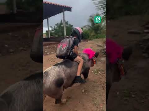 Criança nordestina viraliza na internet ao montar e 'adestrar' porco para ir à escola; veja vídeo