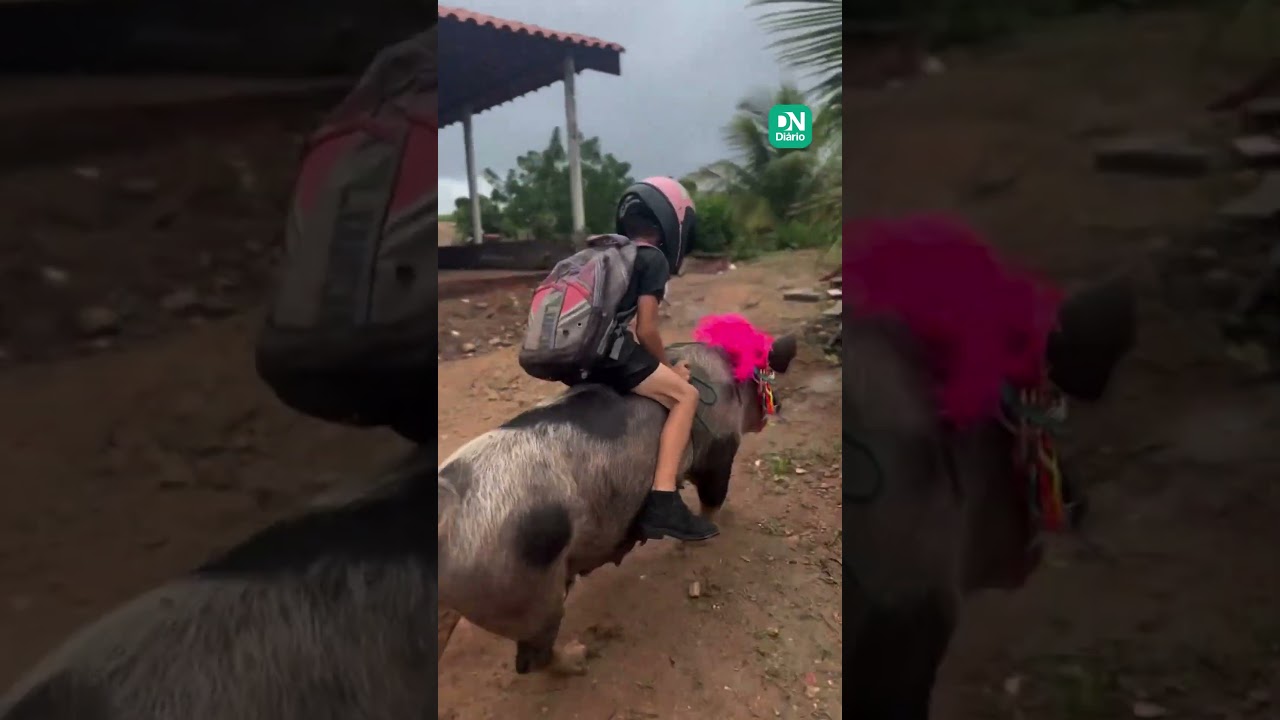 Imagem da notícia Criança nordestina viraliza na internet ao montar e 'adestrar' porco para ir à escola; veja vídeo