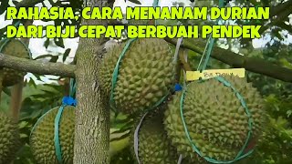 Download lagu RAHASIA, CARA MENANAM DURIAN DARI BIJI CEPAT BERBUAH PENDEK || PANEN DURIAN mp3