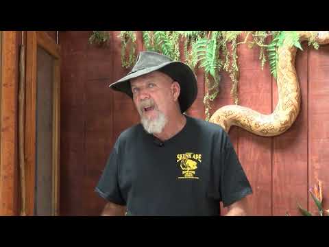 Behind the Florida Skunk Apes: An inside look at the mythical creatures