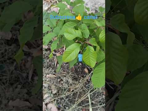 🌾Mudas  ipê Amarelo serra Crato araripe Ceará 🌾