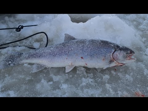 Kirjolohta pilkkimällä