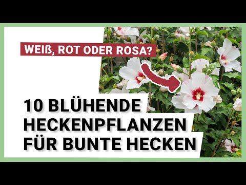 , title : '10 blühende Heckenpflanzen für bunte Hecken'