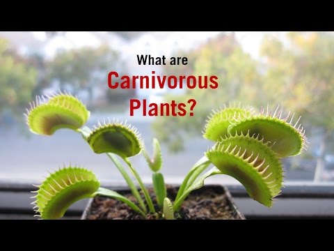 什麼是食蟲植物? (What are Carnivorous Plants?)