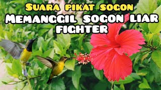 Download lagu Suara Pikat Sogon Jantan  Memanggil Sogon fighter Liar mp3