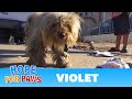 Hope For Paws Violet A MUST SEE Rescue Of A Sick Dog Pls Share Help Find Her A Home Rescue