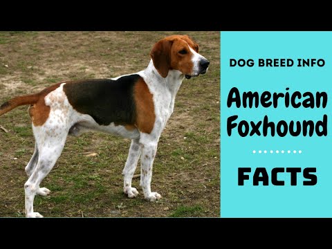 アメリカンフォックスハウンド