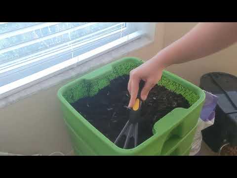 Hot Frog Living Composter Day 169 - Applying Mosquito Bits for Gnats + Mini Feeding - Vermicompost