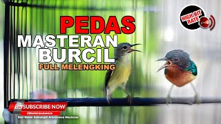 Download lagu 🔴Kolibri Kelapa Betina Gacor vs Kolibri Wulung Isian Roll Tembak Masteran Tempelan Murai Batu mp3