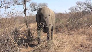 Safari Elefante Video 2