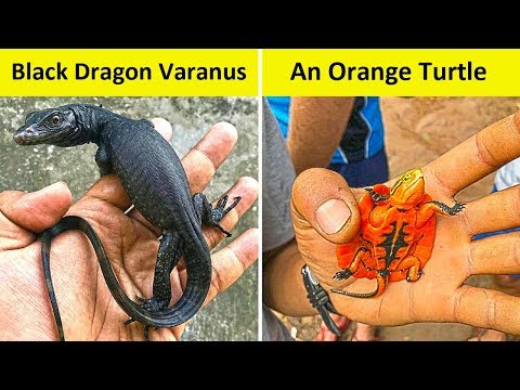 People Who Found The Weirdest Creatures In Nature Video