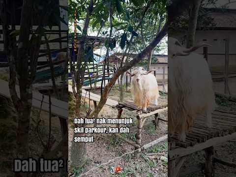 Awak tu dah tua. Bawak2 la sedar diri sikit🥲😭