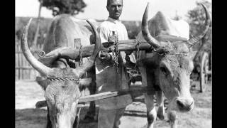 Bătuta / Stamping dance