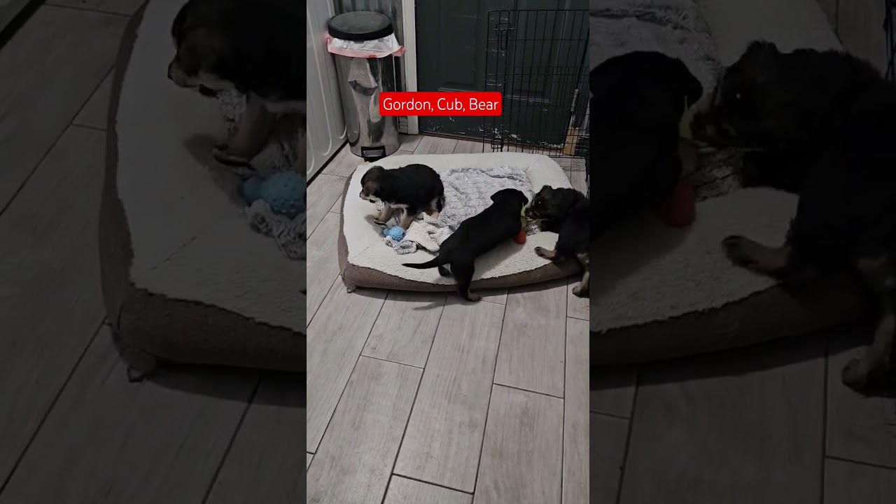 Enlarge Bear, a Adoptable mixed breed in Evergreen, CO video 3/3