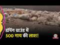 Jaisalmer में मैदान पर पड़ीं 500 से ज़्यादा गा�