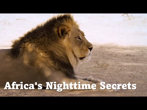 Africa's Hunters of the Night | Free Documentary Wildlife