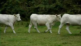 preview picture of video 'WHITE COWS WALKING PAST'