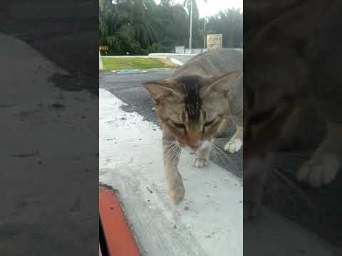 Aleesya peminat kucing