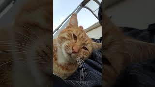 野良猫との戯れ92 #野良猫