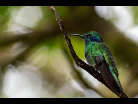 New Video - The Trecena of Iq' (9th - 21st February 2023)