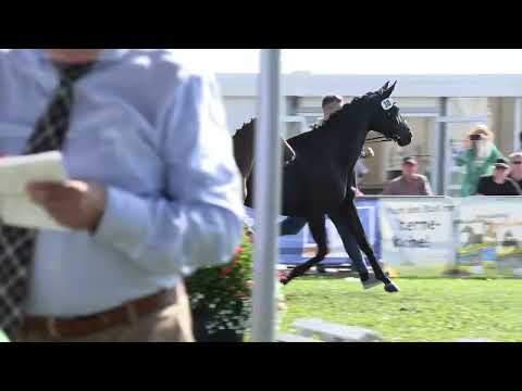 Hengstfohlen von Vision x Fürst Romancier zu verkaufen